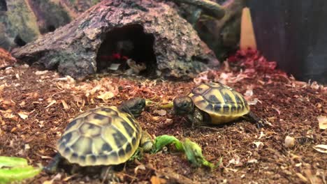 two little turtles live in the terrarium. turtle family, reptile concept. 4k video