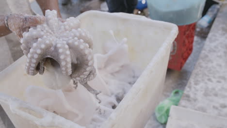 slow motion footage of a man holding an octopus up for inspection off the coast of italy