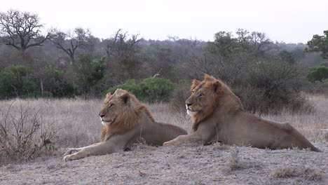 two male lion brothers peacefully resting together at dusk in the wild of africa