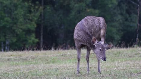 el ciervo sambar es una especie vulnerable debido a la pérdida de hábitat y la caza