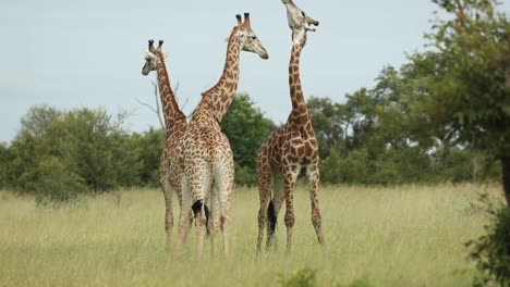 wide shot of two male giraffe necking, greater kruger