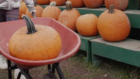 A-big-pumpkin-is-being-driven-in-a-wheelbarrow---buy-a-decoration-for-Halloween