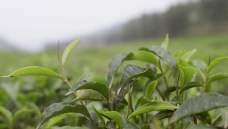 盧旺達的茶園近距離拍攝