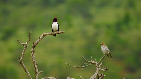 slow motion: two violet-backed starlings, male peforms courtship display, lifts wings, fluffs feathers, female yawns and flies away