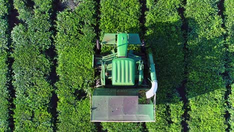 aerial drone view of a tractor harvesting camellia sinensis, commonly known as green tea leaves