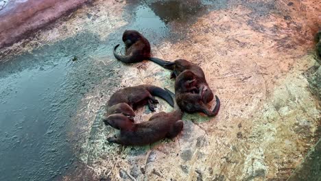 a group of otters are lazing around in the zoo