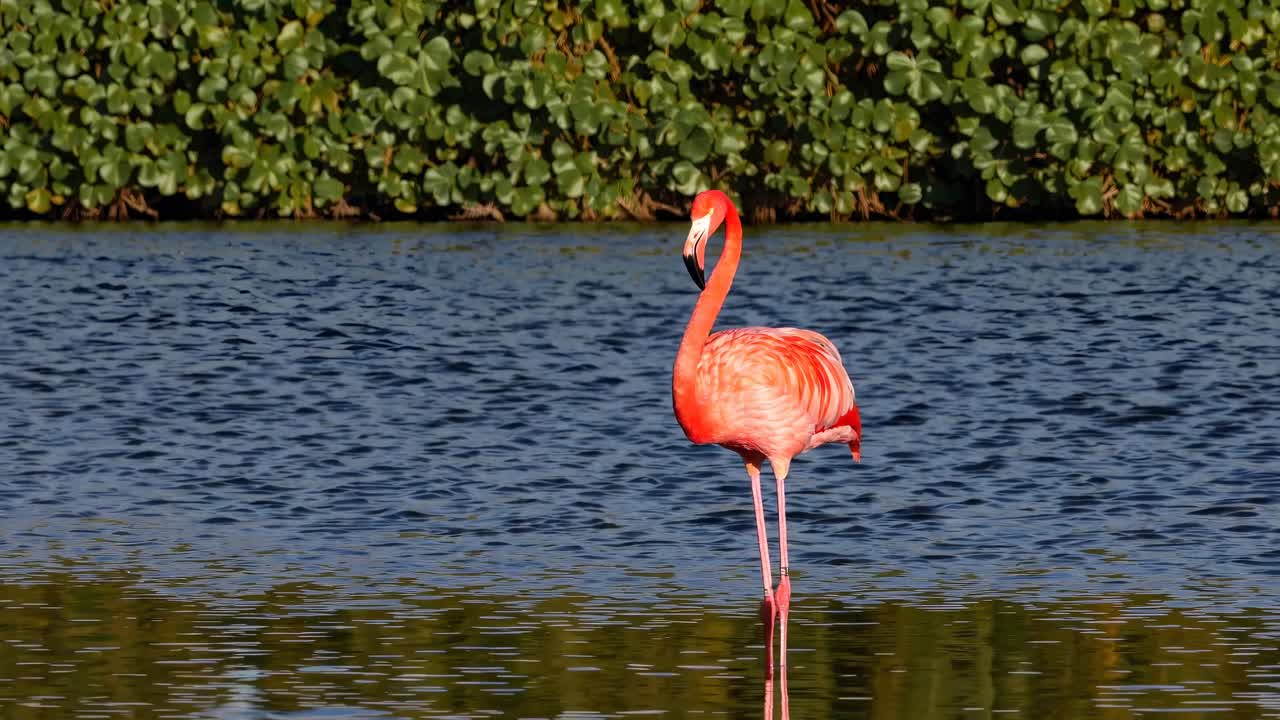 A vibrant flamingo stands in calm water, surrounded by lush greenery
