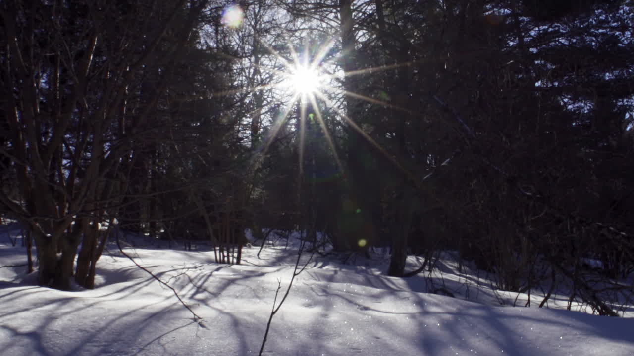 Kuvamateriaalia kauniista, lumisesta mäntymetsästä vuoristossa talvella.