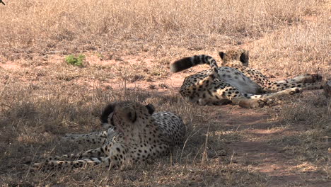 two cheetah brothers laze in the savannah grass of an africa wildlife park