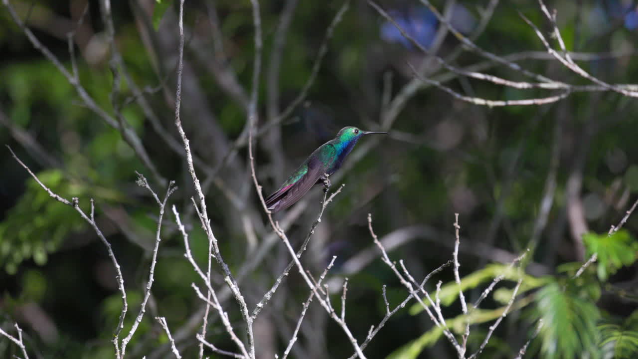 Black-throated Mango Hummingbird bird perched in Tropical rainforest jungle Slow motion