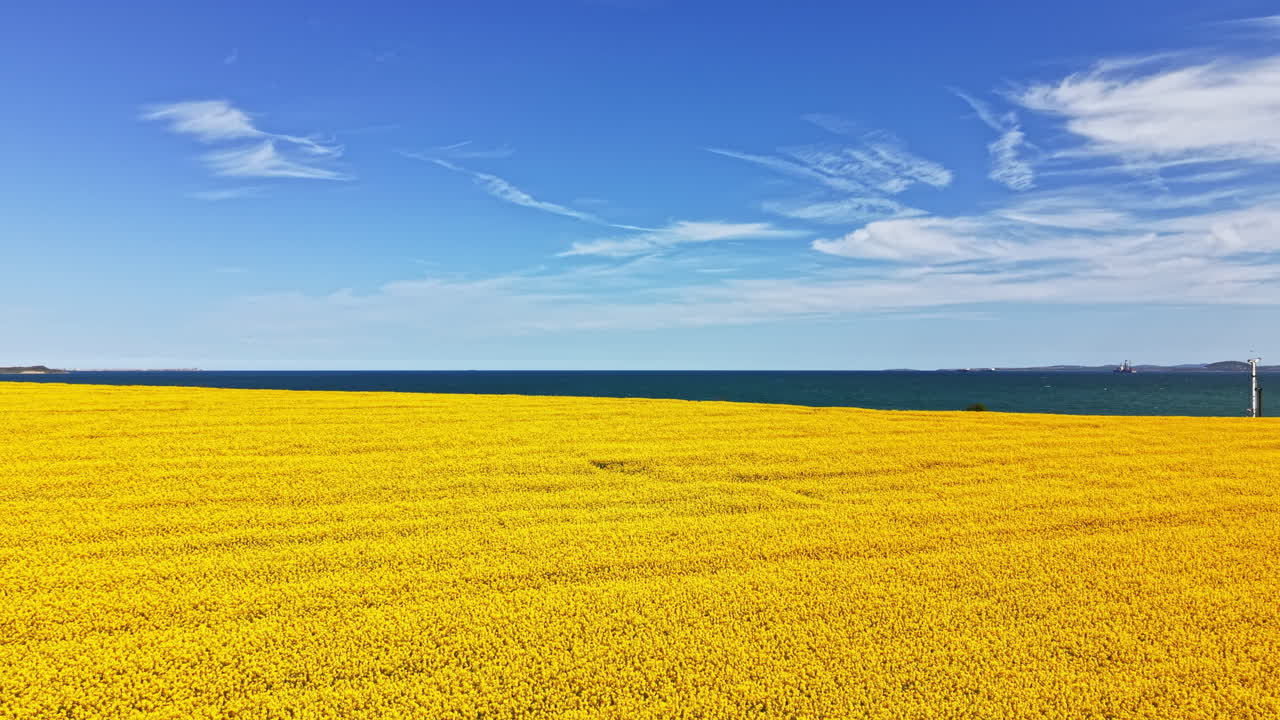 澄み切った青空の下、海岸沿いには鮮やかな菜の花畑が海に向かって広がっています。