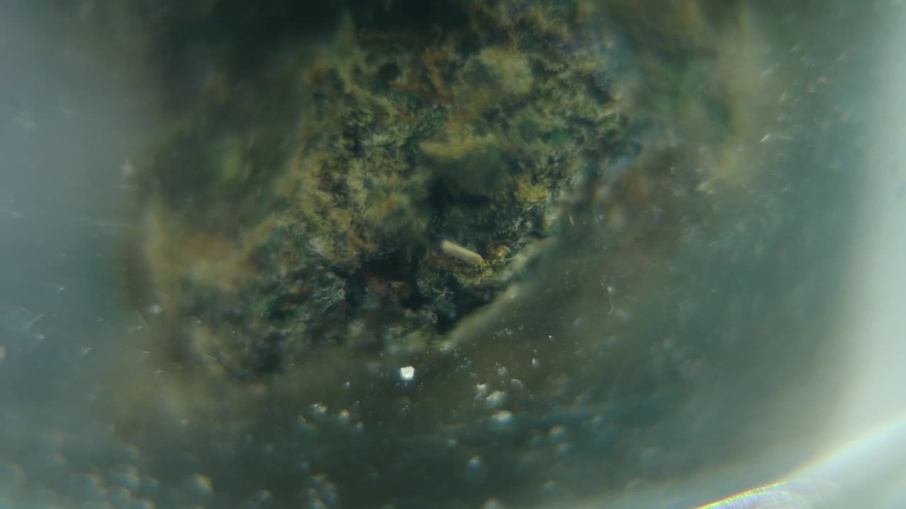 macro girando video suave de una planta de cannabis, cepas híbridas, sativa en un vaso transparente, flor de marihuana, cámara lenta 120 fps, iluminación de estudio, borrón soñador