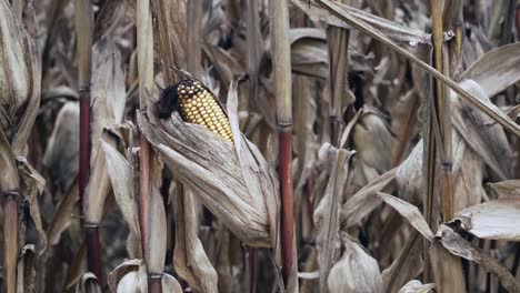 northern il standing corn during fall and harvest time