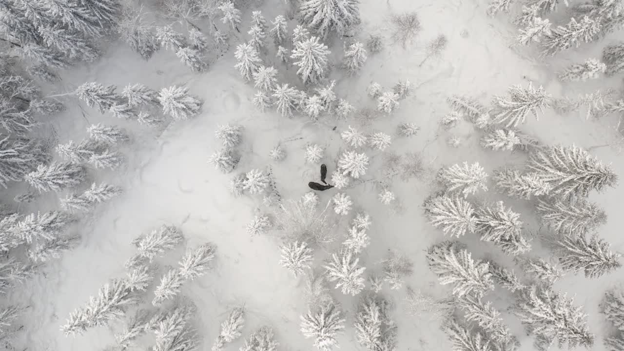 눈 덮인 숲에서 두 엘크의 높은 드론 영상