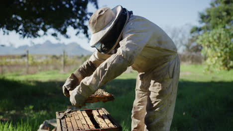 without bees, there will be no more nuts