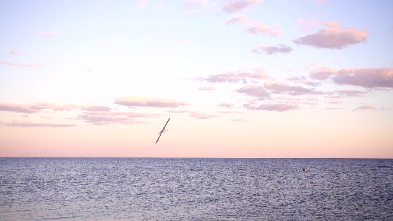 Il volo dei gabbiani sul mare al tramonto