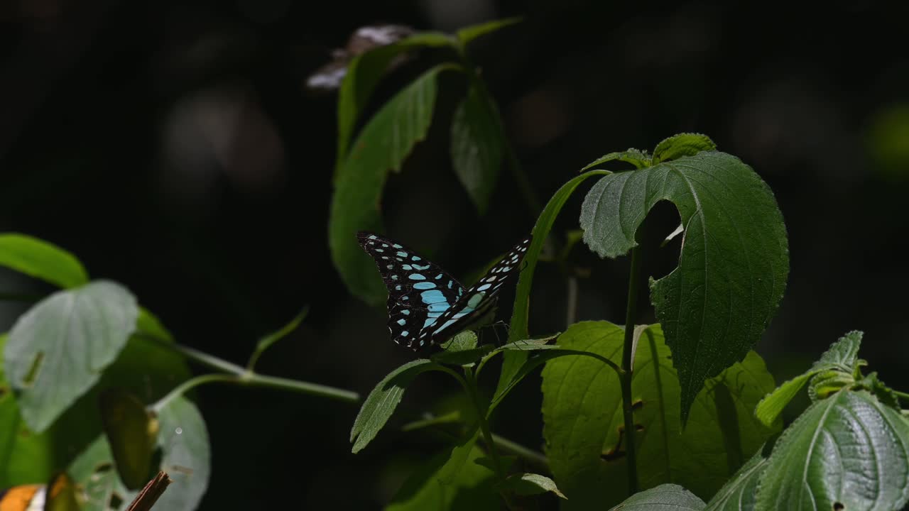 jay de cola, graphium agamemnon, parque nacional kaeng krachan, patrimonio mundial de la unesco, tailandia