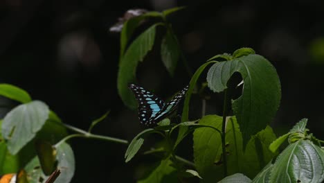 Tailed-Jay,-Graphium-agamemnon,-Kaeng-Krachan-National-Park,-UNESCO-World-Heritage,-Thailand