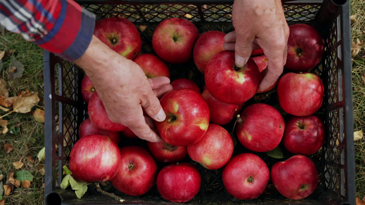 Old male hands moving the apples in the plastic crate. Shiny red ripe fruit in the box gathered in the garden. Top view.