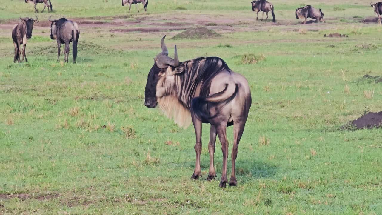 Flokk med ville gnuer i deres naturlige habitat på gresslettene i Masai Mara, Kenya.