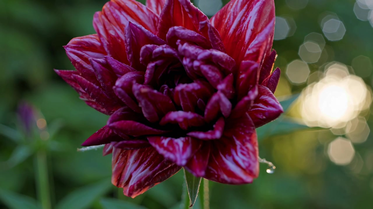 Time-lapse di un fiore di dalia rosso scuro che sboccia