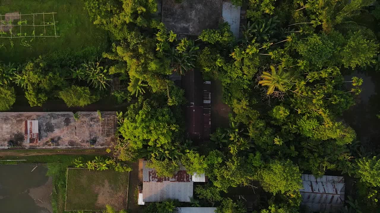 descendiendo sobre un exuberante follaje tropical verde entre las casas de pueblo básicas