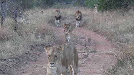 a pride of several lions walk along a roadway through the bush