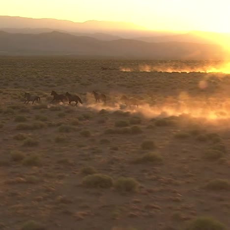 Very-Good-Aerial-Of-Wild-Horses-Running-Against-Sunset