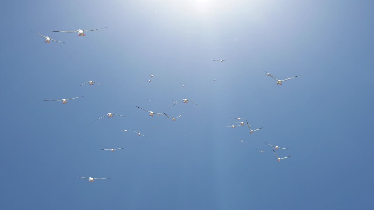 하늘을 날아다니는 새의 무리가 많은 배경 애니메이션 루프. 자연 하늘 풍경