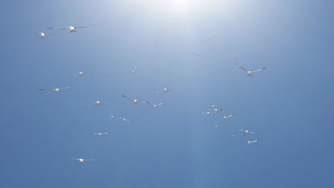 una gran cantidad de bandadas de pájaros volando en el cielo anillo de fondo animación. naturaleza paisaje del cielo