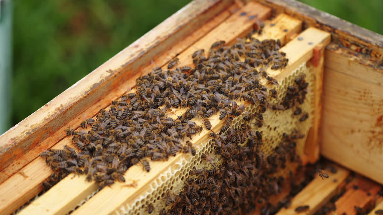 Busy bees working in a hive. Wooden beehive inside. Many honey bees crawling and packing organic honey on frames. Close-up.