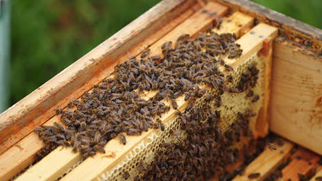 busy bees working in a hive. wooden beehive inside. many honey bees crawling and packing organic honey on frames. close-up.