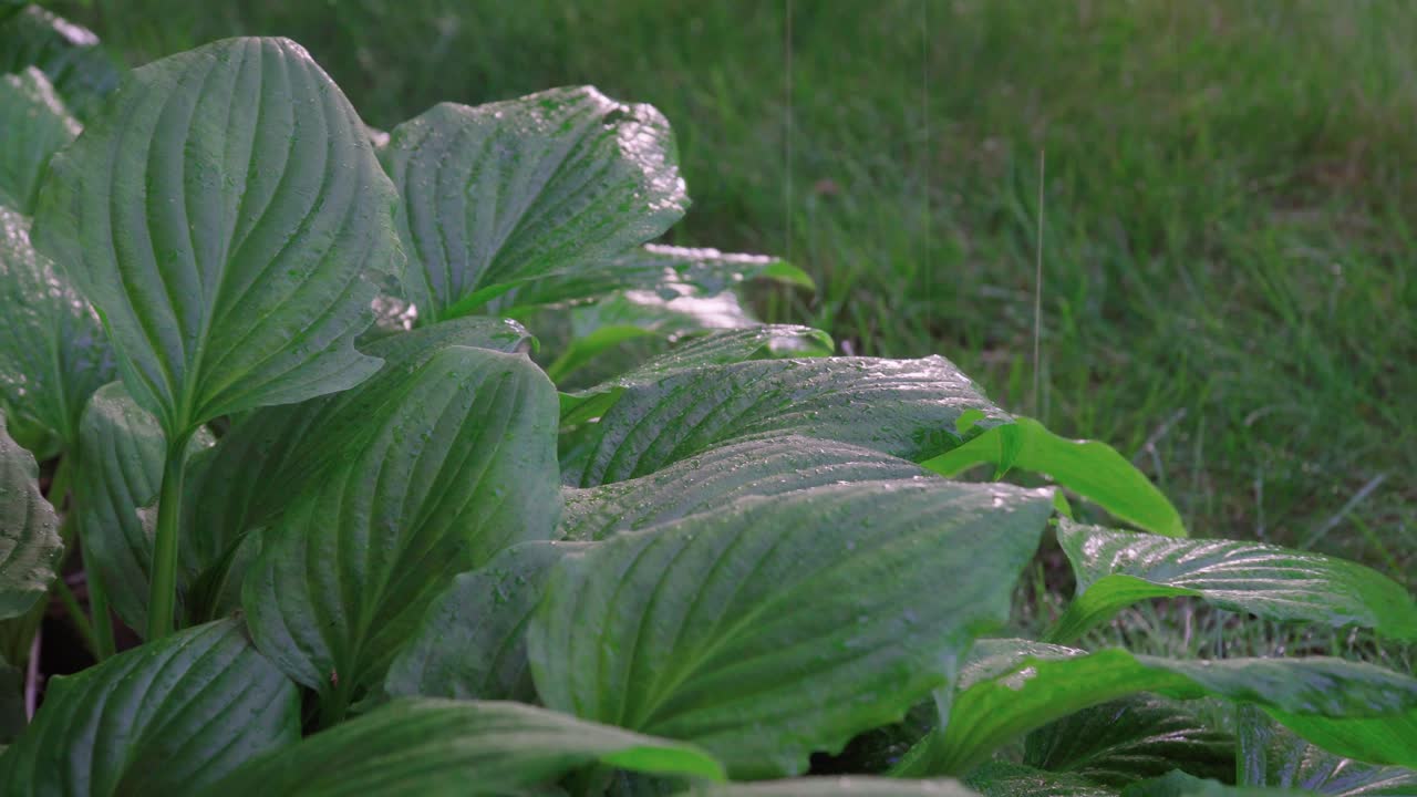 넓은 녹색 잎에 떨어지는 빗방울, 확대