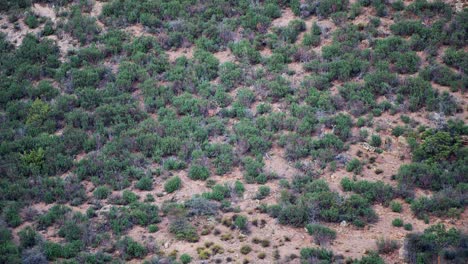 Male-Deer-Chase-Display-during-Rutting-Season-in-Mountainous-Cliffside-Terrain-in-4K-50fps-12