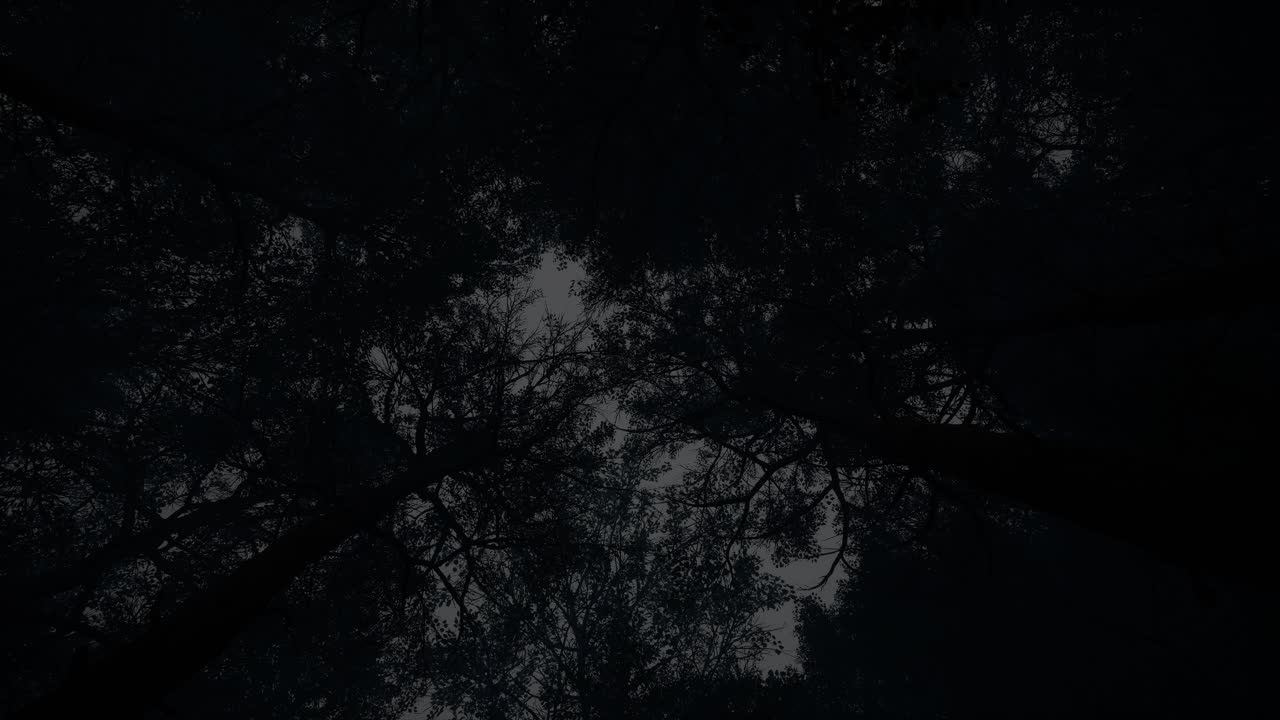 Forest Canopy at Night