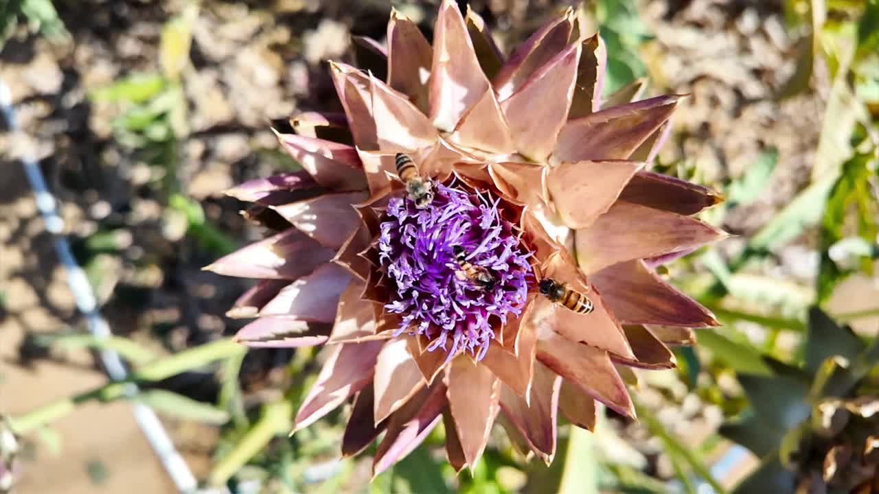 Close Up of Bee Pollinating Artichoke Flower