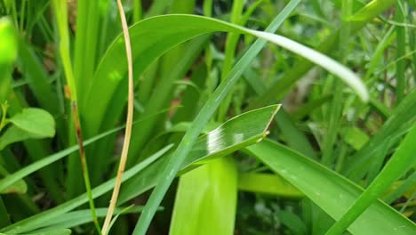 hermosa hierba verde larga y profunda y hojas de plantas de flores bulbosas en el jardín, deslizamiento en cámara lenta hacia la derecha moviéndose con destellos de luz solar, escena natural tranquila y pacífica