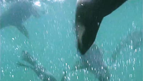 lobos marinos del norte en las islas pribilof nadando bajo el agua con sus cachorros