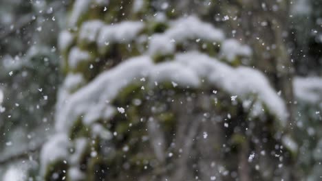 慢拍,近拍的雪,攝影機跟隨雪花落下