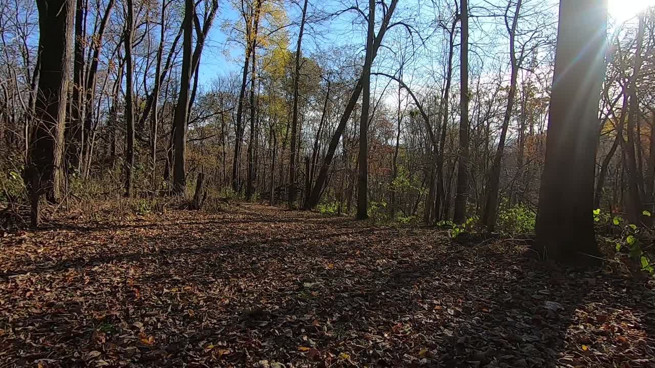 Punto di vista dal retro di un veicolo fuoristrada attraverso il bosco in autunno su un sentiero sterrato coperto di foglie in una giornata di sole