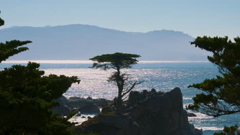 Ciprés-Solitario-A-17-Millas-En-Coche-En-Monterey,-California