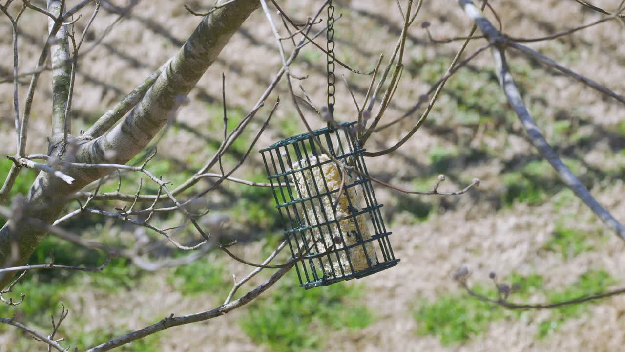Brown Thrasher eating at a suet bird-feeder during late-winter in South Carolina. Slow motion. Clip A