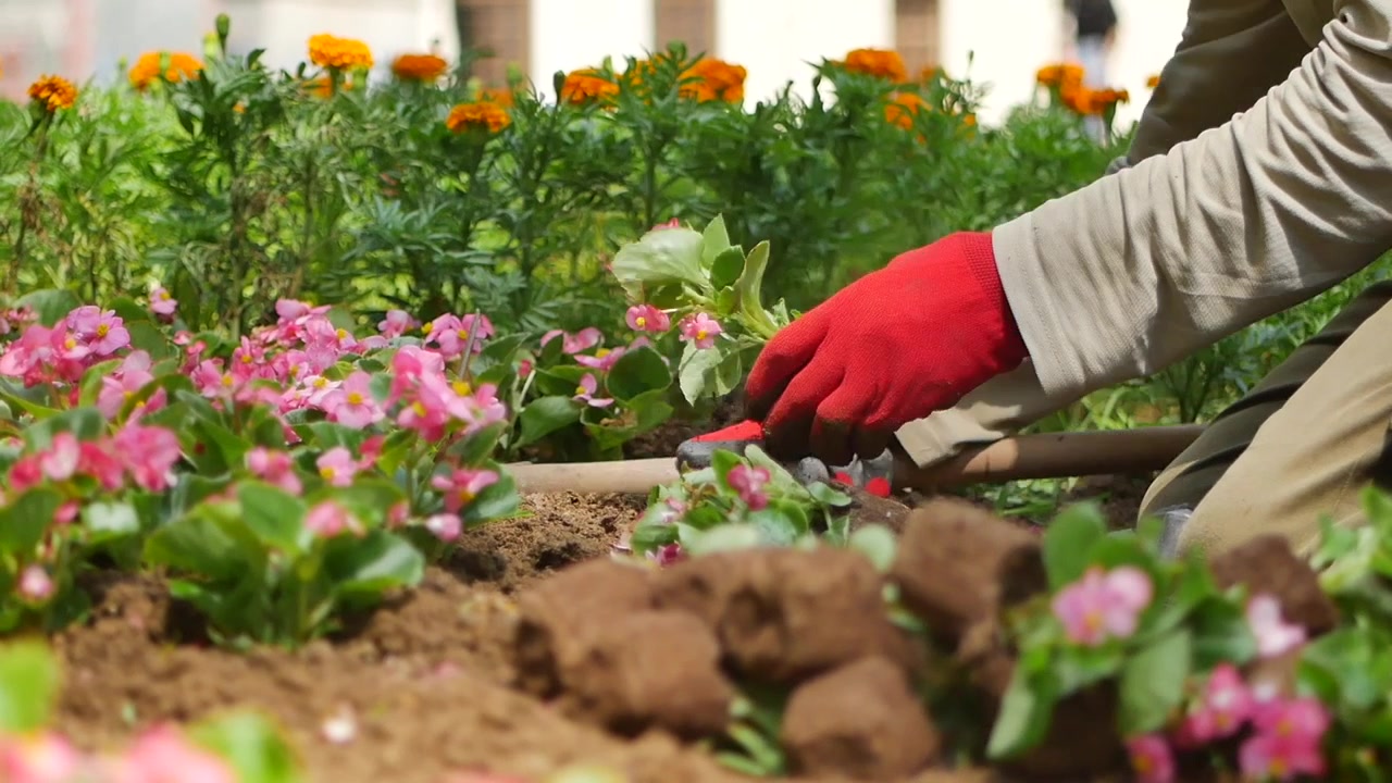 花壇に花を植える庭師