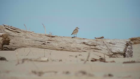 Experience-the-serene-moment-of-a-New-Zealand-Dotterel-waiting-patiently-on-a-log