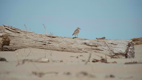 experimenta el momento sereno de un dotterel de nueva zelanda esperando pacientemente en un tronco
