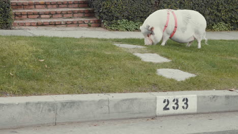 cute domestic pig grazing the lawn on sidewalk slow motion in los angeles santa monica california