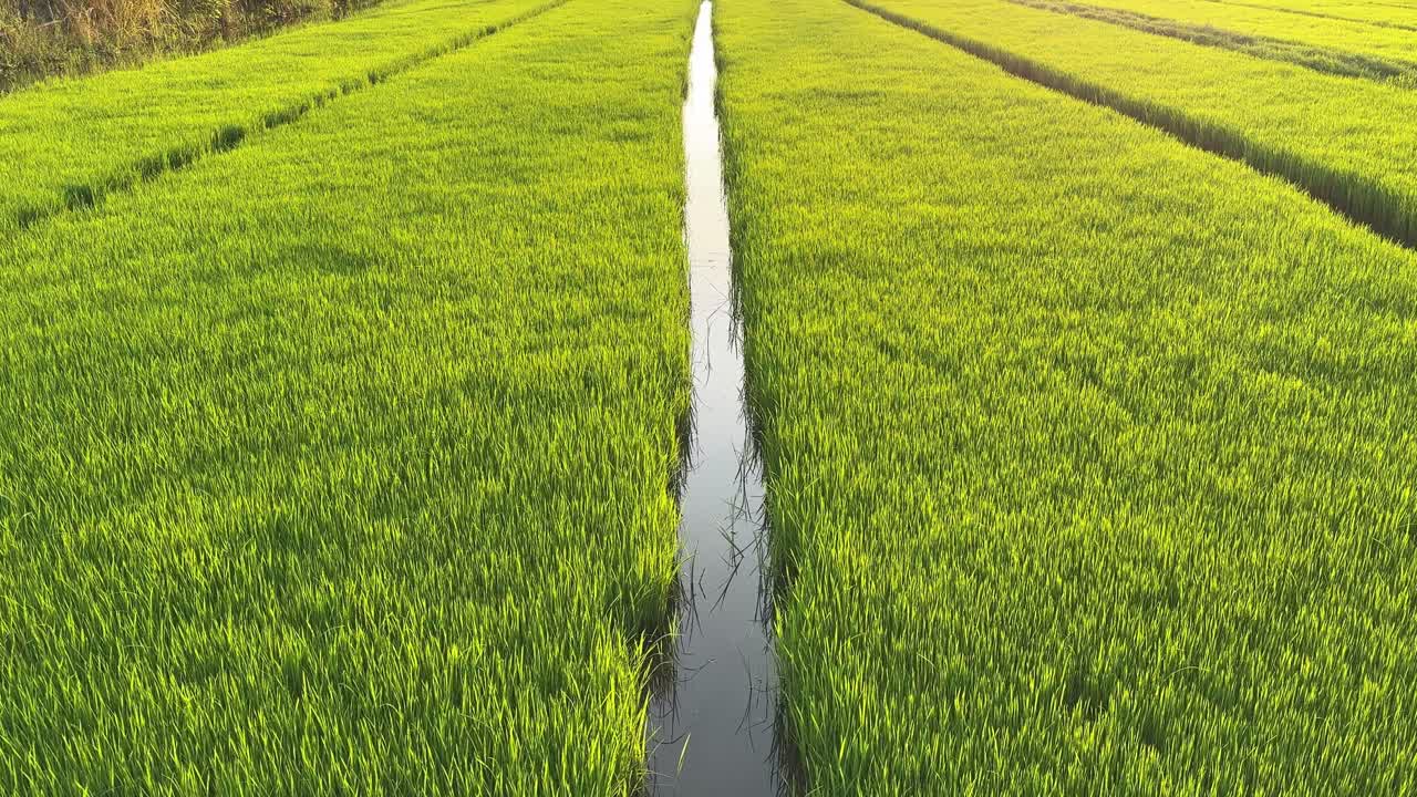 Arrozal Verde Vibrante com Canal de Irrigação