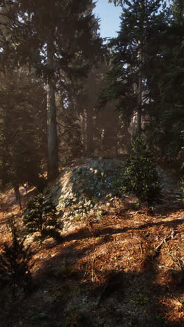 misty forest with rock pile