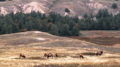 elk grazing and on the lookout on a mountainside