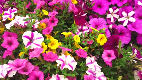 pansy flowers splash bright colors on the garden landscape